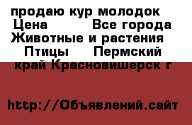 продаю кур молодок. › Цена ­ 320 - Все города Животные и растения » Птицы   . Пермский край,Красновишерск г.